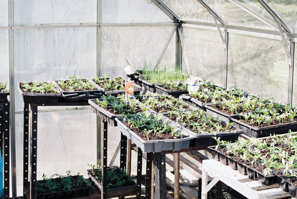 Bygg ett härligt växthus av isolerande plastskivor