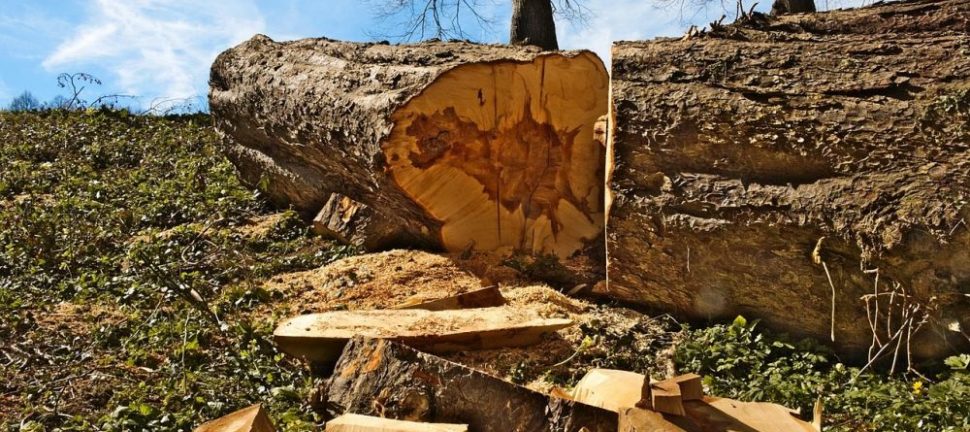 Trädfällning i Trollhättan: En säker och effektiv process