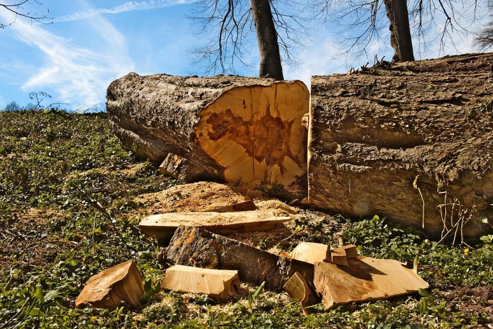 Trädfällning i Trollhättan: En säker och effektiv process