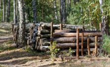 Trädfällning i Skåne: Metoder och fördelar