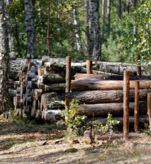 Trädfällning i Skåne: Metoder och fördelar