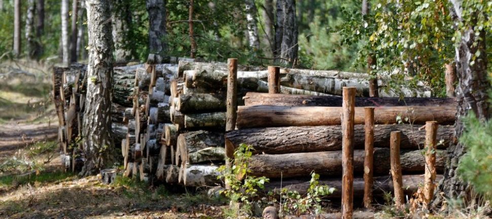 Trädfällning i Skåne: Metoder och fördelar