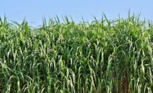 Vassklippningens betydelse för en hållbar vattenmiljö