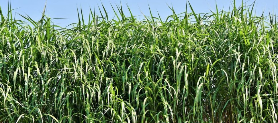 Vassklippningens betydelse för en hållbar vattenmiljö