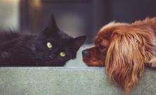 Avlivning hund - ett svårt beslut med omtanke och respekt