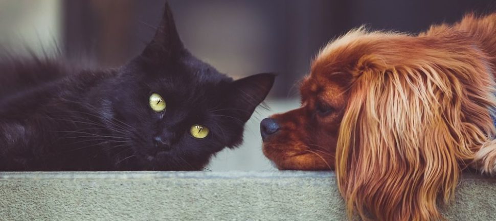 Avlivning hund - ett svårt beslut med omtanke och respekt