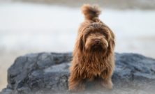 Lugnande halsband för hund - hur fungerar de egentligen?