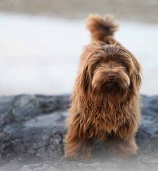 Lugnande halsband för hund - hur fungerar de egentligen?