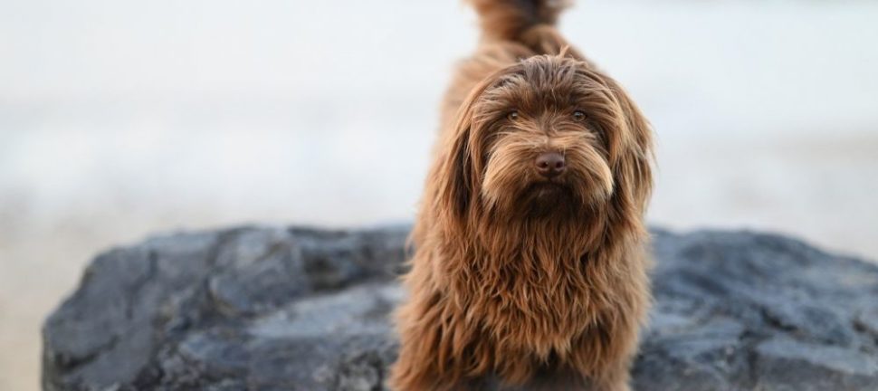 Lugnande halsband för hund - hur fungerar de egentligen?