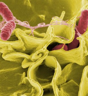 Salmonella provtagning  så minskar du risken i livsmedel och miljö