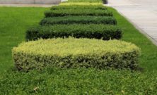 Häckklippning ystad  så får du en tät, snygg och hållbar häck