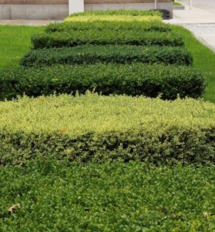 Häckklippning ystad  så får du en tät, snygg och hållbar häck