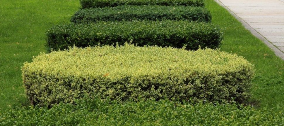 Häckklippning ystad  så får du en tät, snygg och hållbar häck