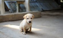 Kloklippning östersund  trygg hjälp för hundens tassar