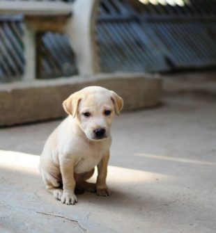 Kloklippning östersund  trygg hjälp för hundens tassar