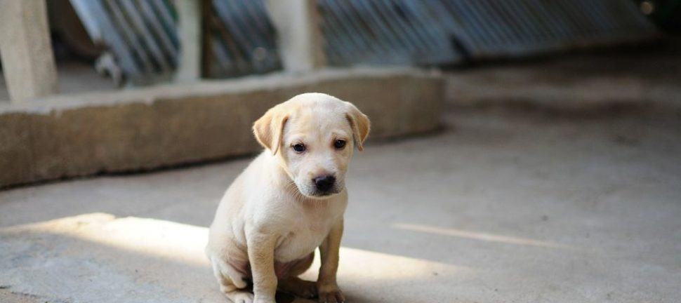 Kloklippning östersund  trygg hjälp för hundens tassar