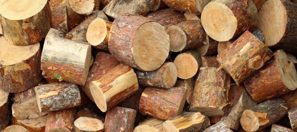 Arborist i lerum  trygg och hållbar trädvård nära dig