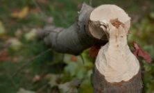 Arborist göteborg  trygg och professionell trädvård i staden