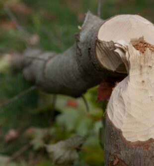Arborist göteborg  trygg och professionell trädvård i staden