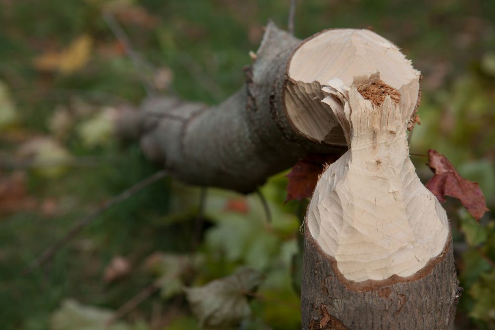 Arborist göteborg  trygg och professionell trädvård i staden